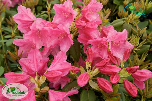 Rhododendron Hamburg